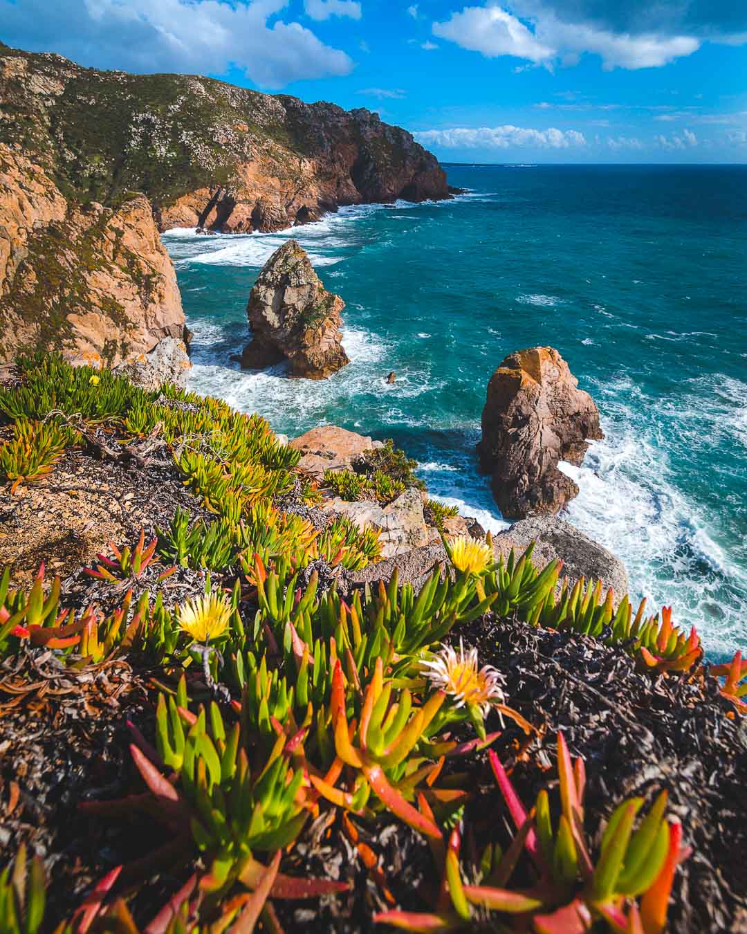 flowers in cabo da roca