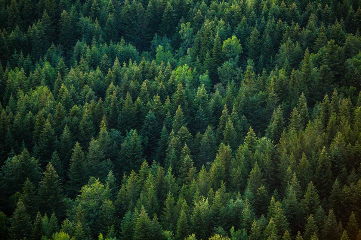 green pine trees at the 4 lakes jura