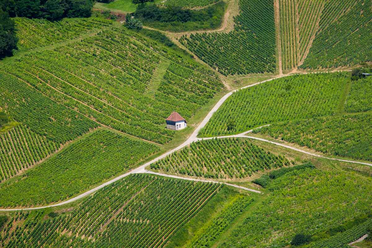 vineyard in chateau chalon vin blanc