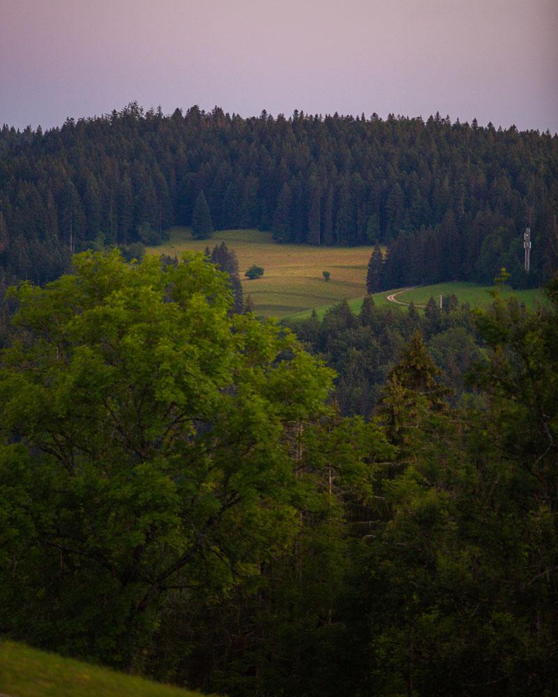 forest near the chateau de joux