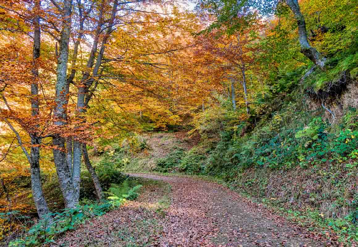 fall colors in hayedo de montegrande