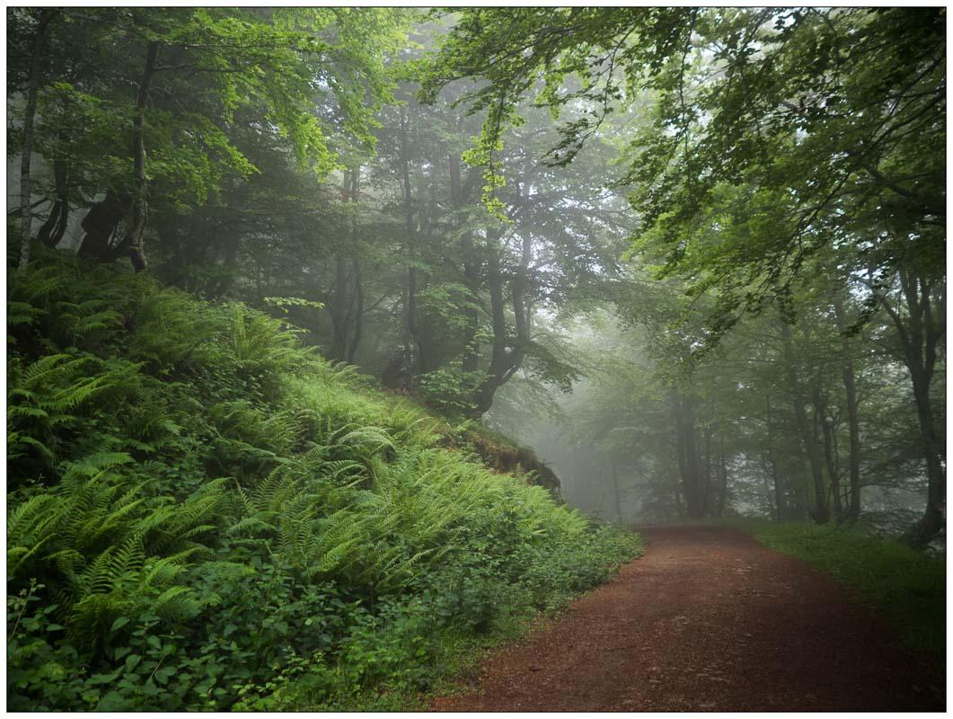 morning fog near the cascada xiblu in asturias spain