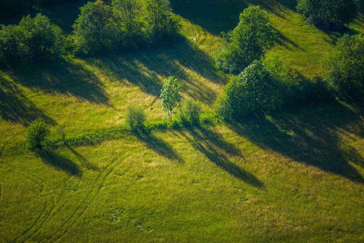 trees in the valley