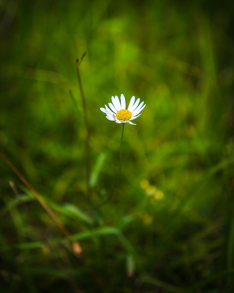 daisy flower in the 4 lacs jura