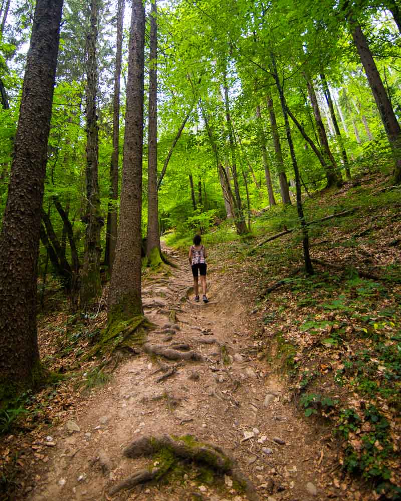 steep hike in the forest