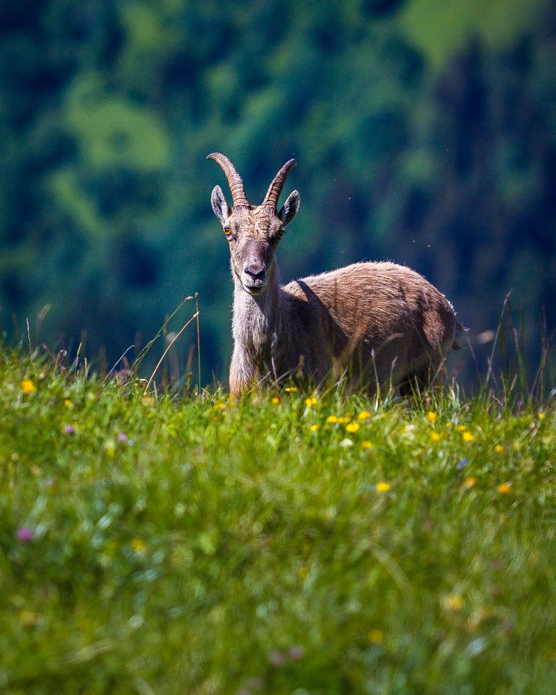 ibex on la tournette hike