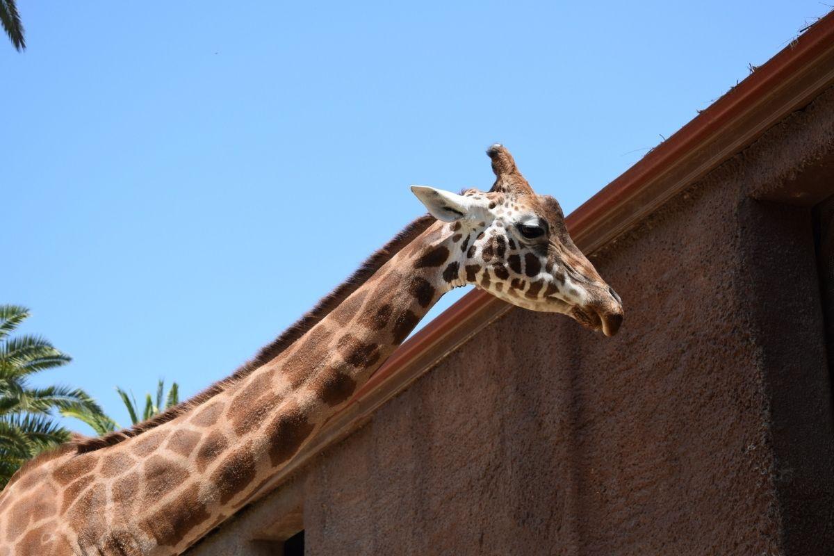 adelaide zoo is one of the most renown landmark in south australia