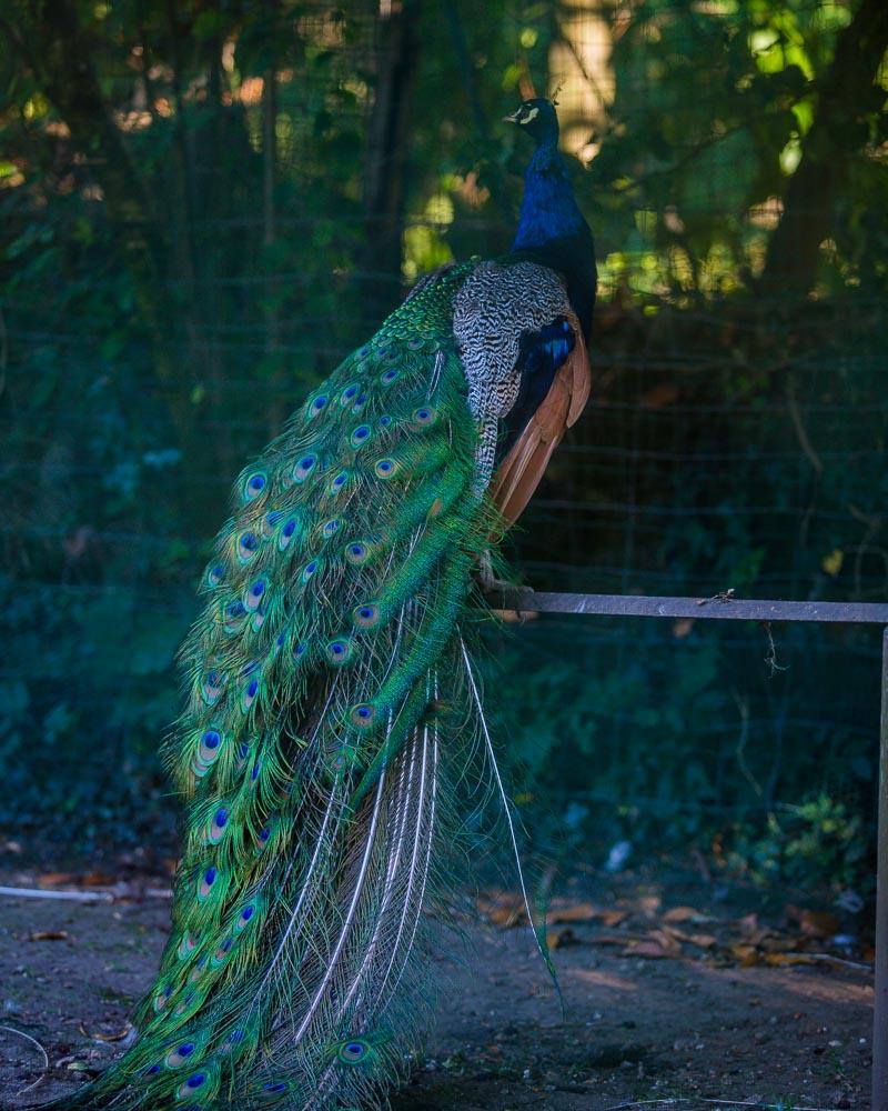 peacock in menthon garden