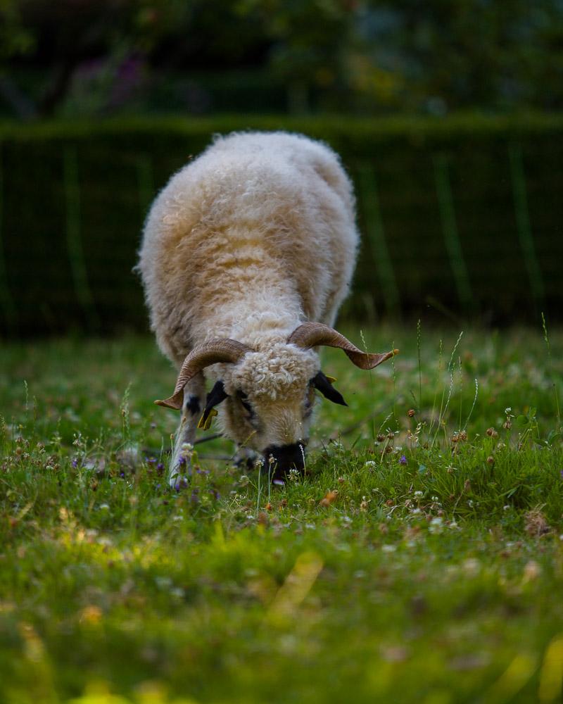 sheep in menthon garden