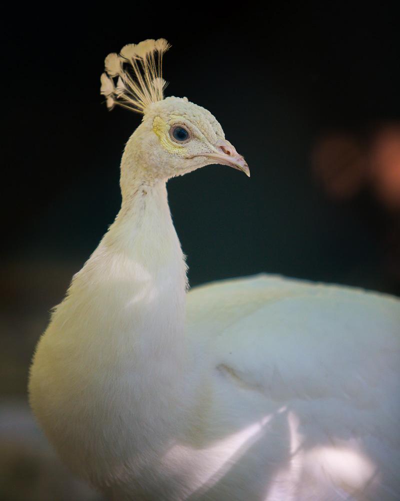 white peacock in chateau de menthon garden