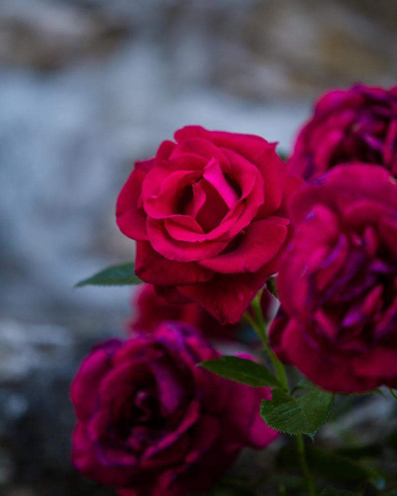 rose in the garden