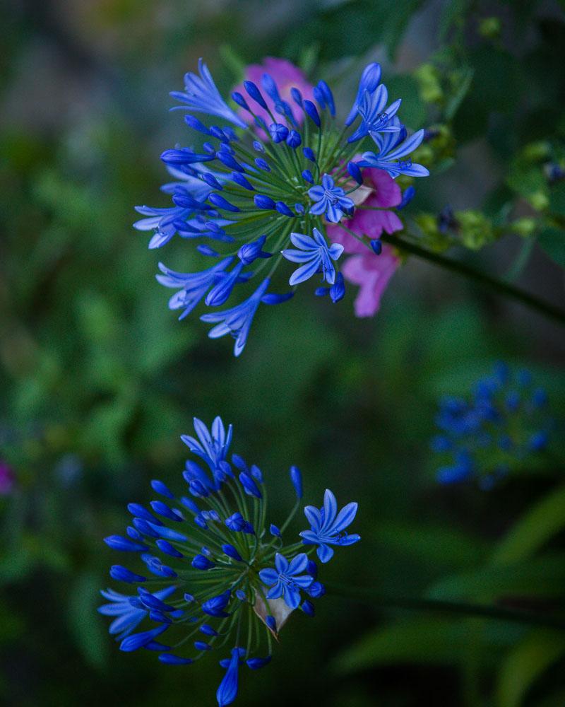 blue flower in garden