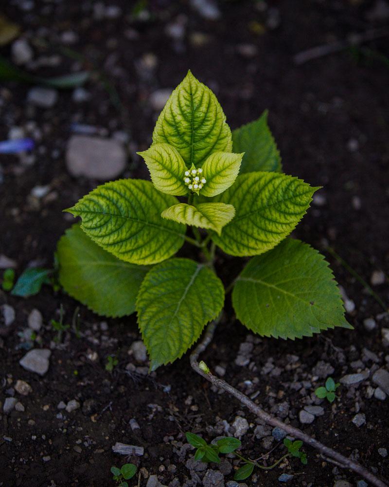 green plant in garden