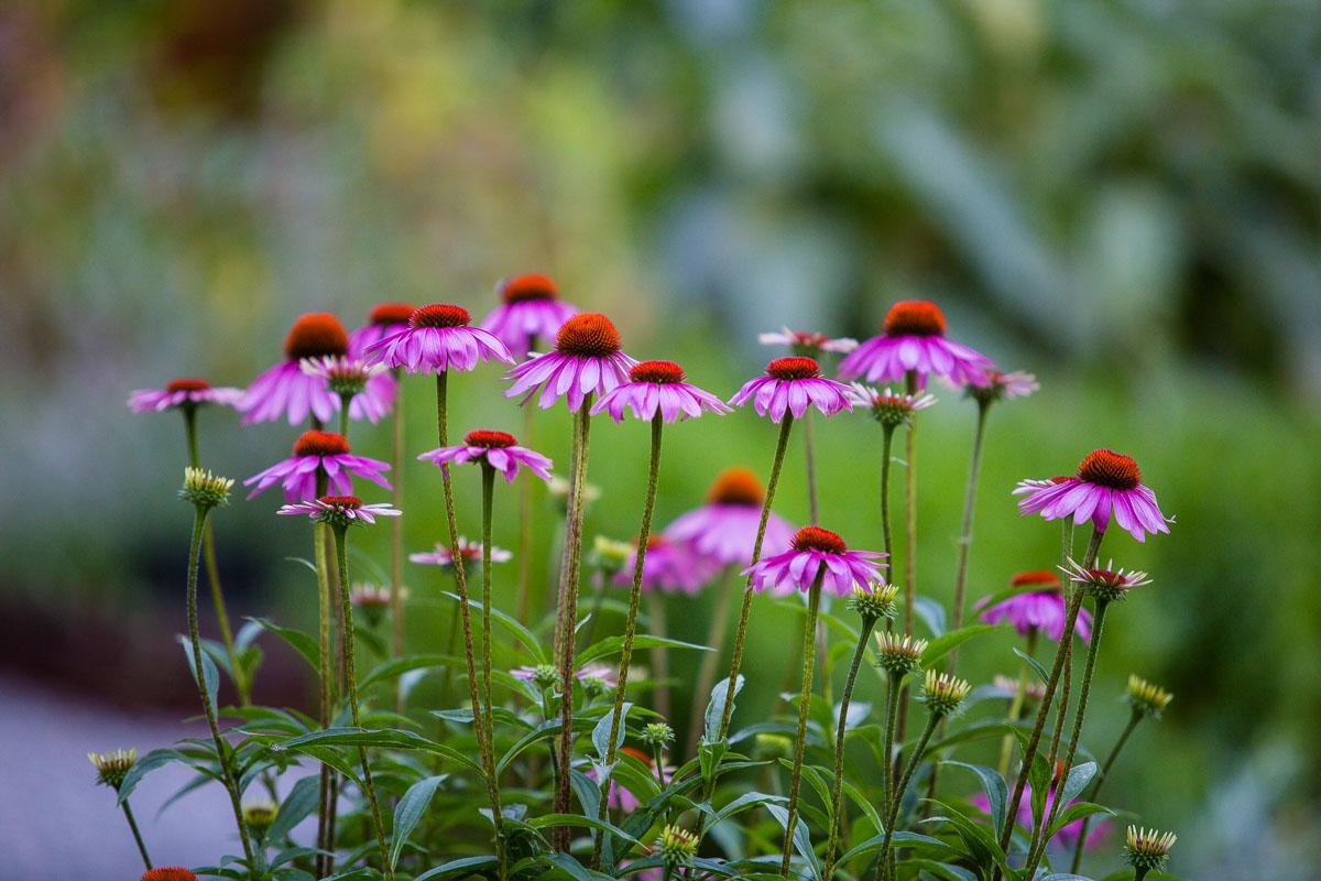 pink and red flowers in the garden of menthon castle