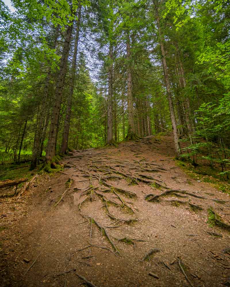 uphill climb in the forest