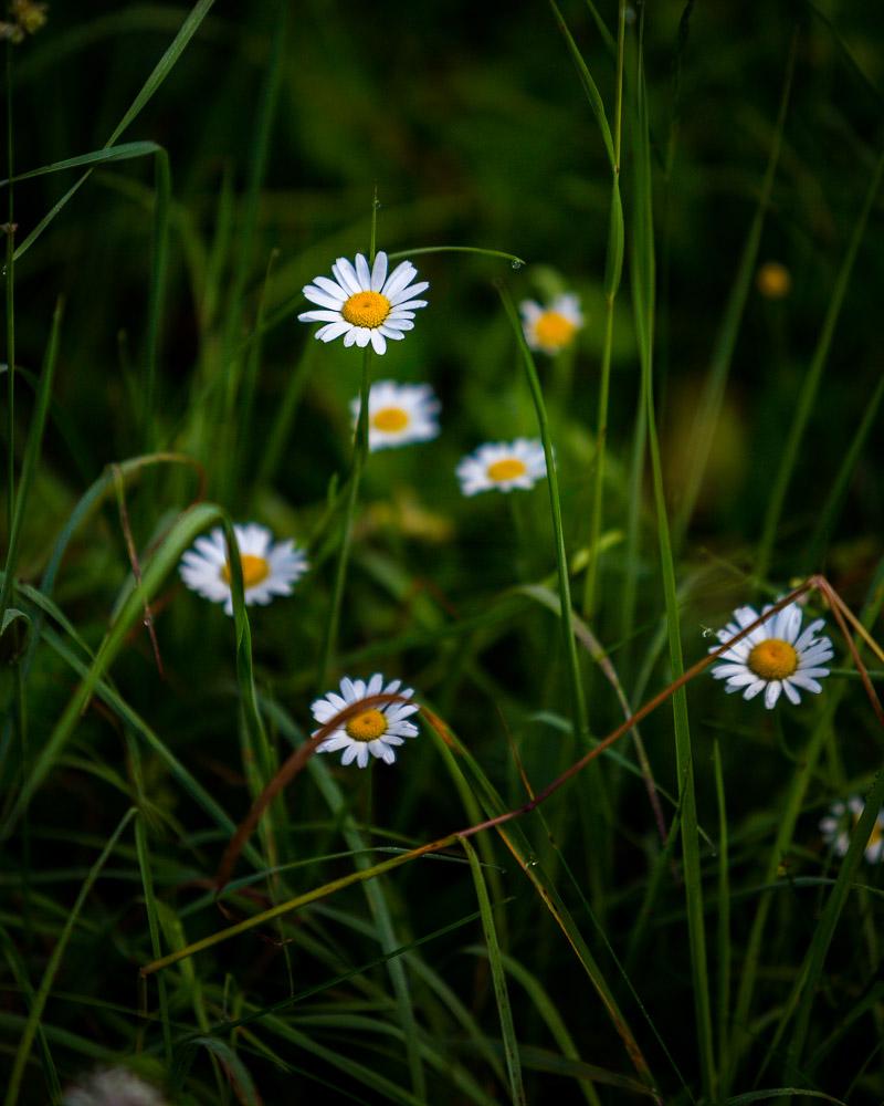 daisies on the hike