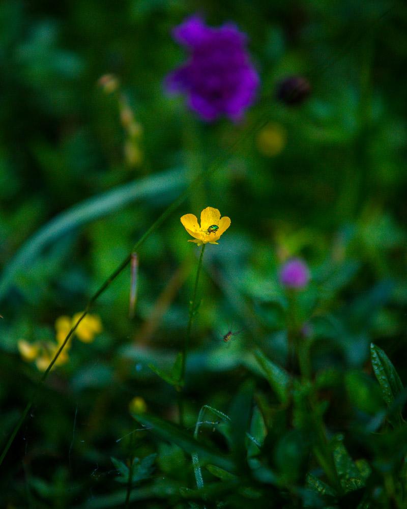 small yellow flower with a bug