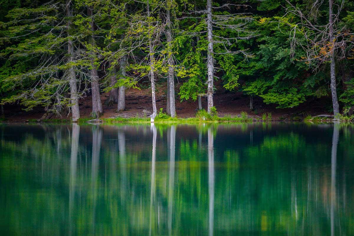 zoom on the trees in lac vert