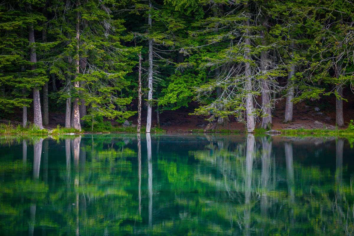 trees reflecting in the water