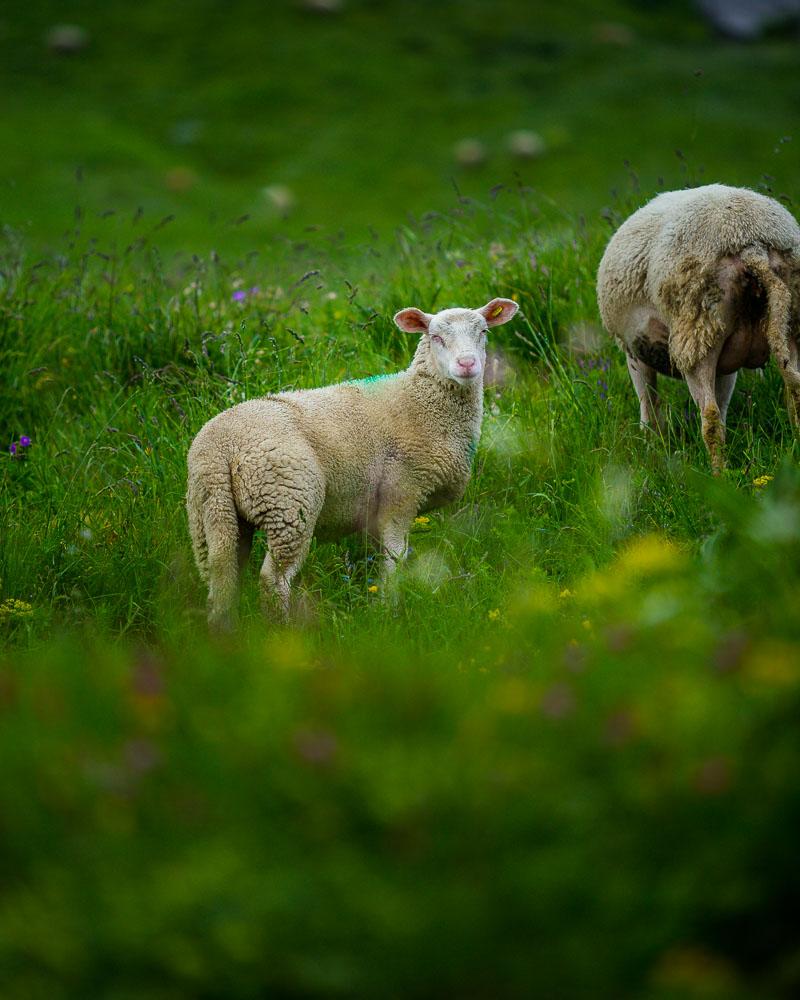 little sheep looking at me