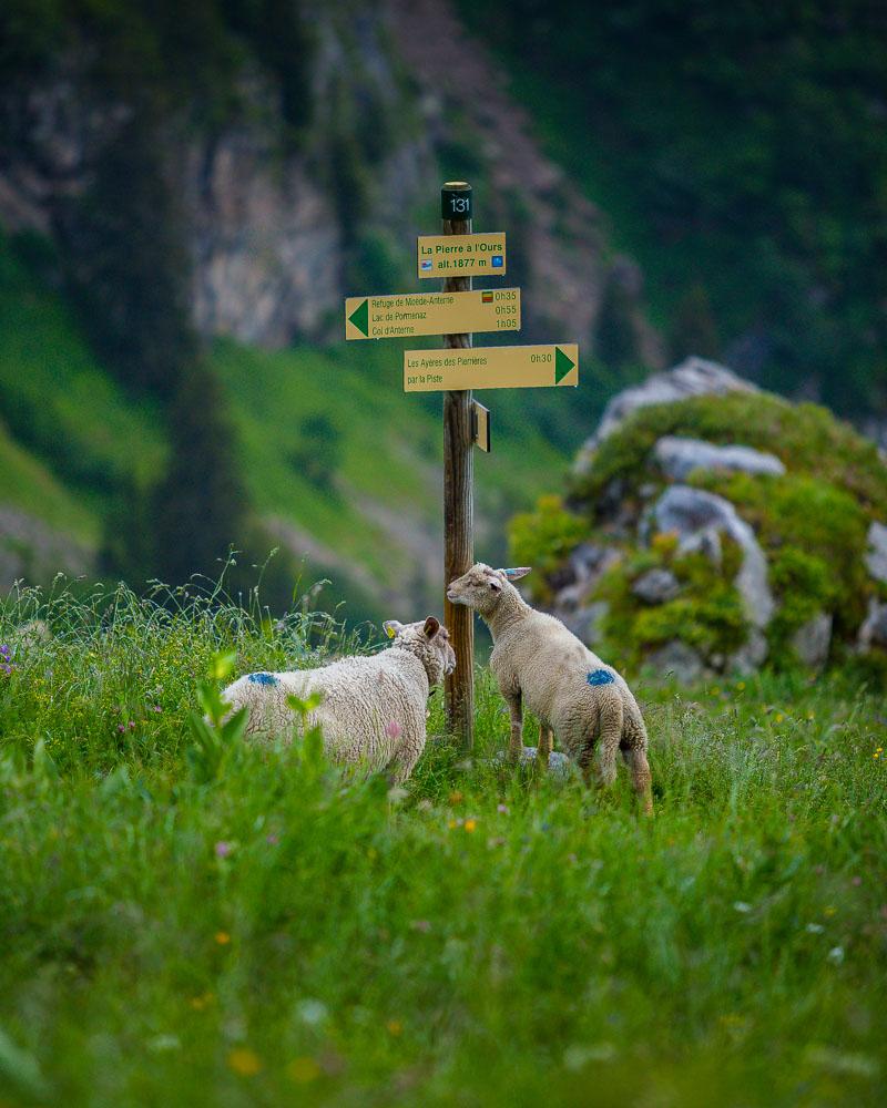 sheeps on la pierre a l'ours sign