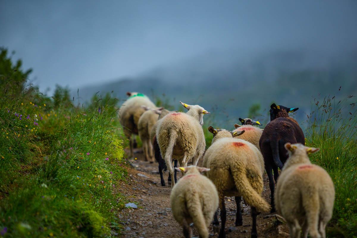 flock of sheeps leading the way