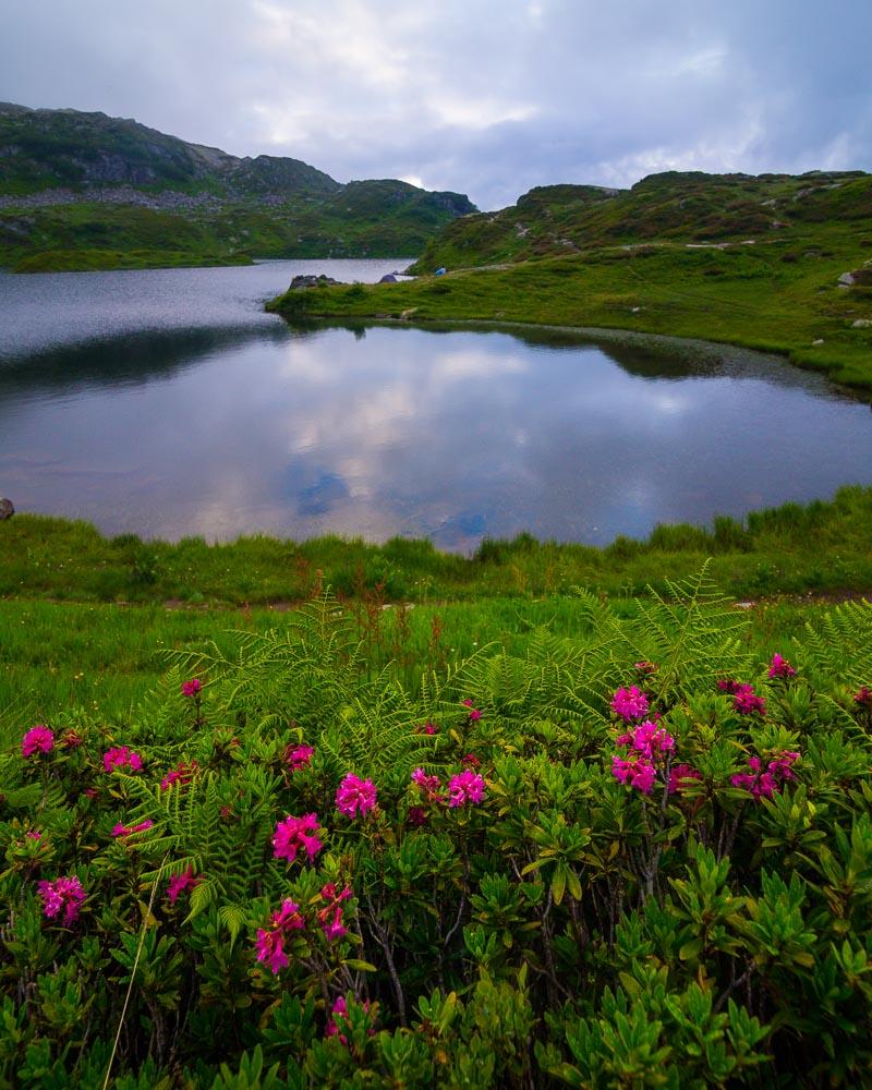 flowers in front of the pormenaz lake