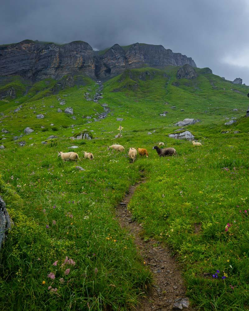 sheeps on the way to the pormenaz lake