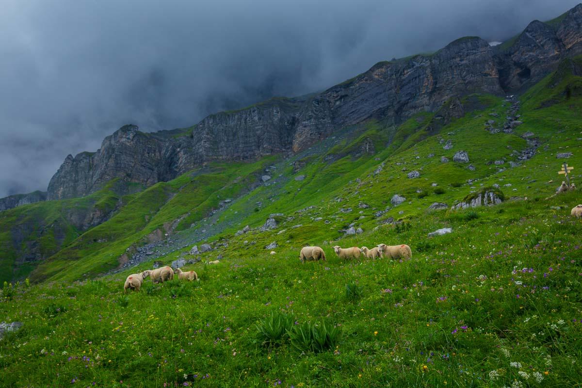 sheeps on the randonnée lac de pormenaz