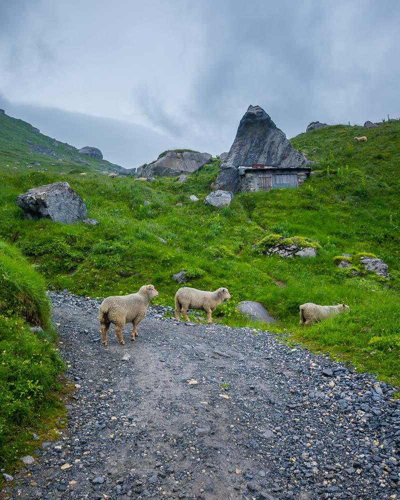 sheeps on the lac de pormenaz randonnée