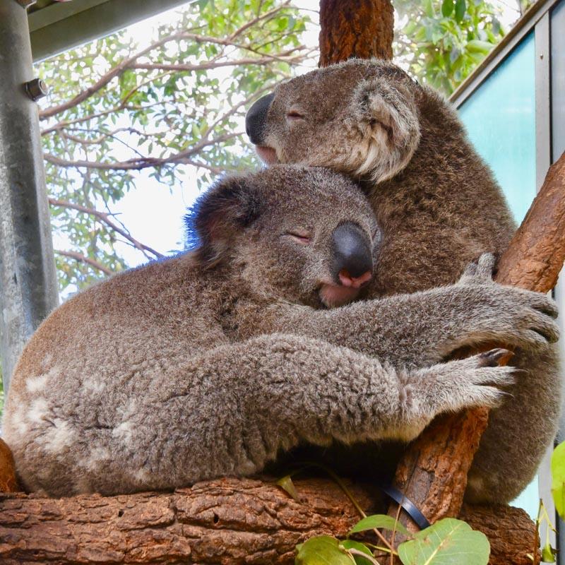 taronga zoo in sydney australia