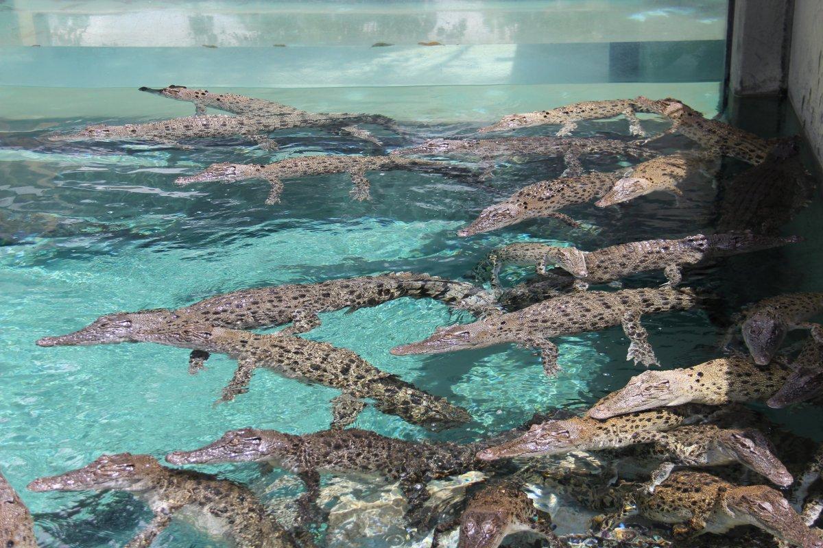 crocosaurus cove is a must see attraction in darwin