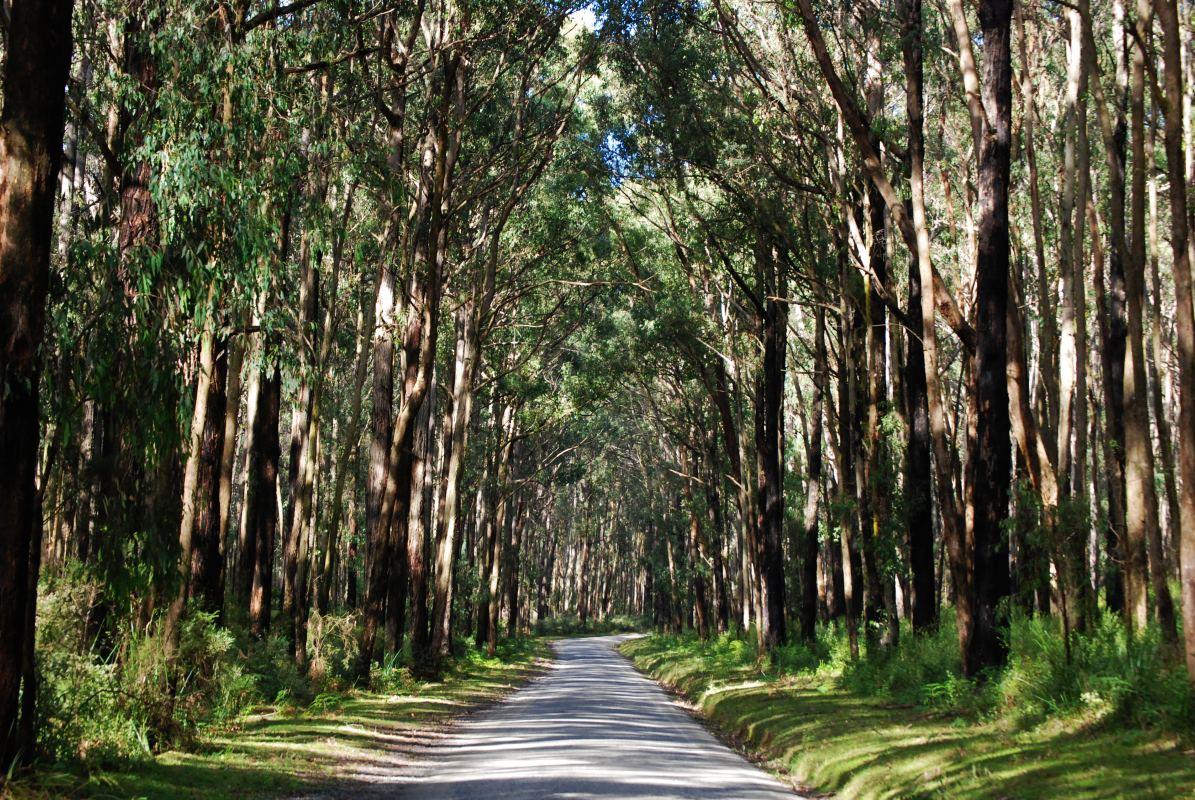 dandenong ranges