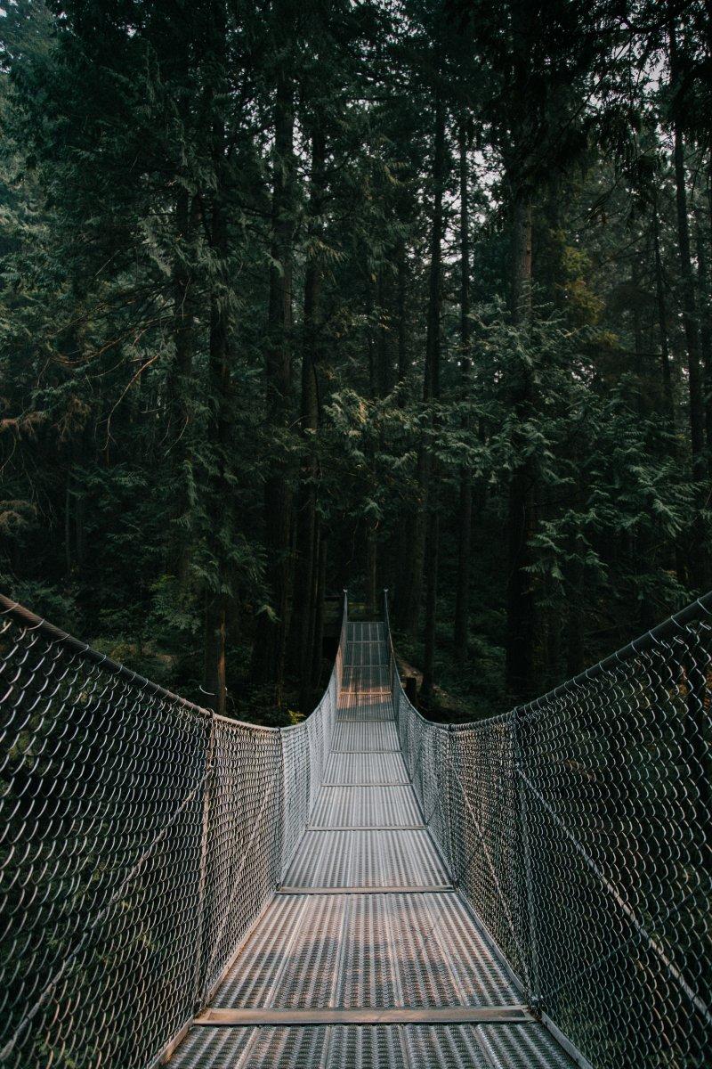 illawarra fly treetop walk