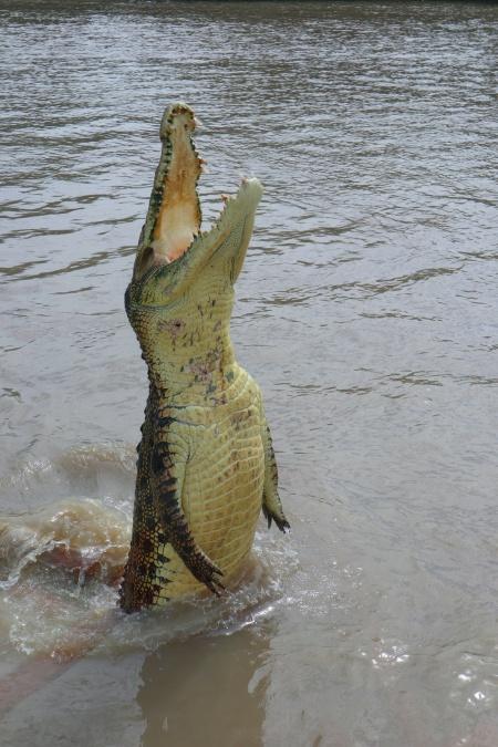 jumping crocodile cruise is a great darwin attraction