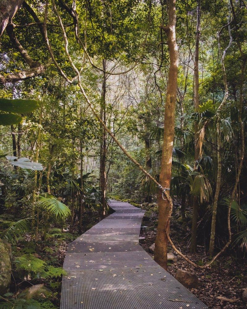 minnamurra rainforest