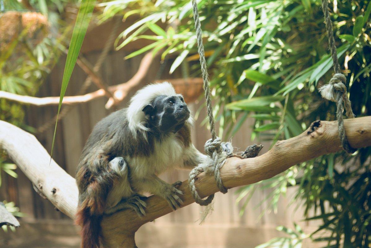 symbio wildlife park is one of the best tourist attractions near wollongong