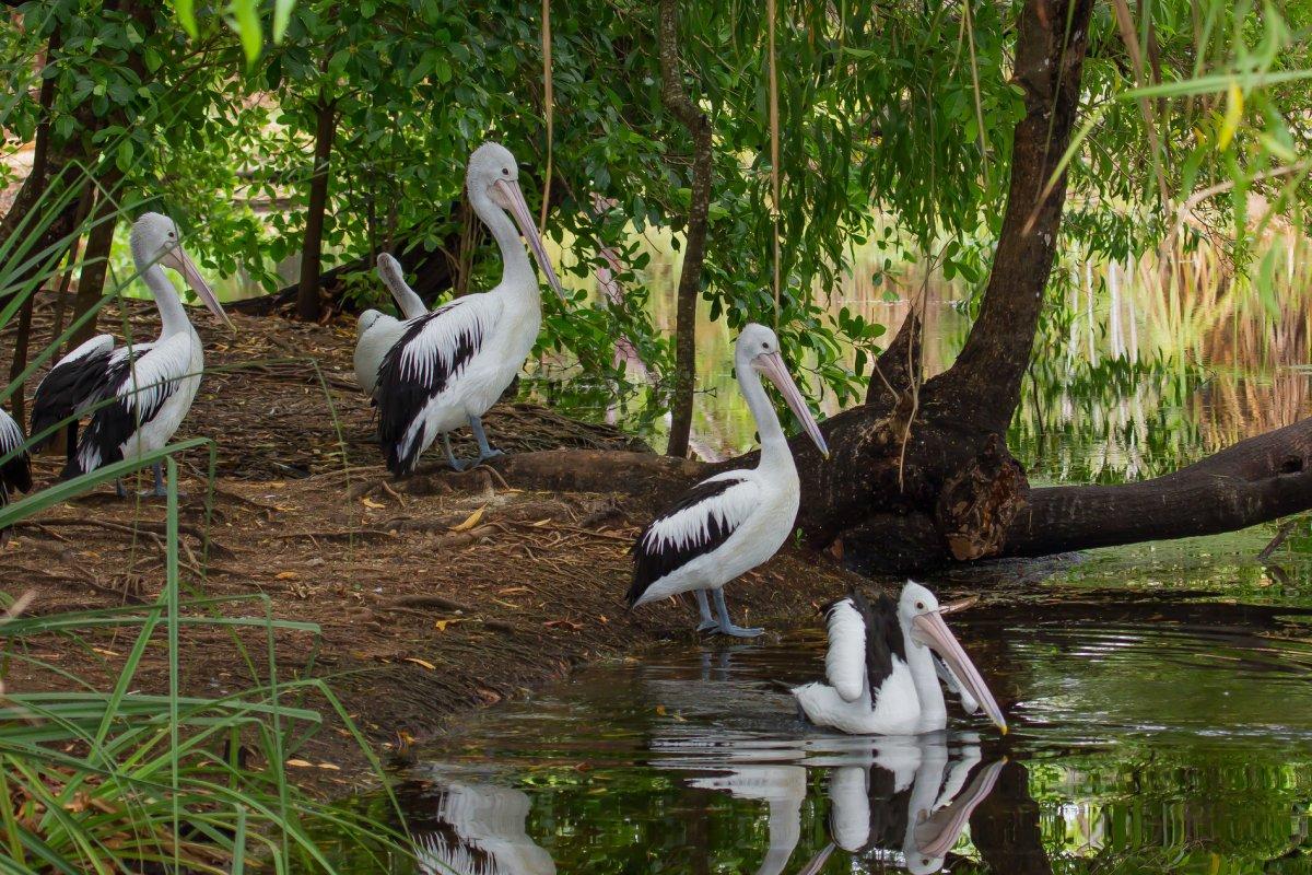 territory wildlife park