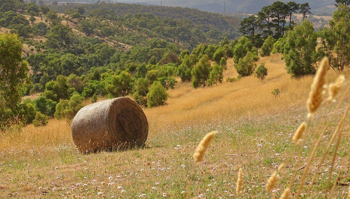 adelaide hills