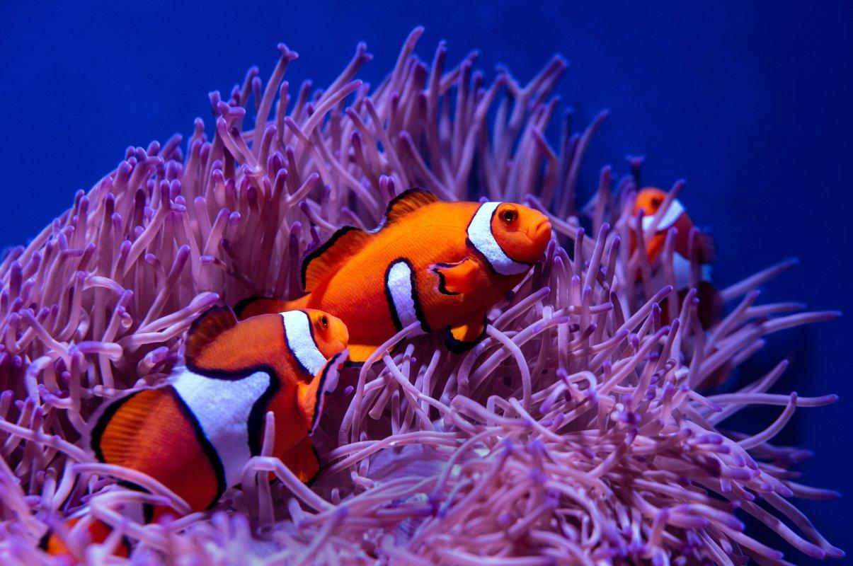 cairns aquarium is in the best places to go in cairns