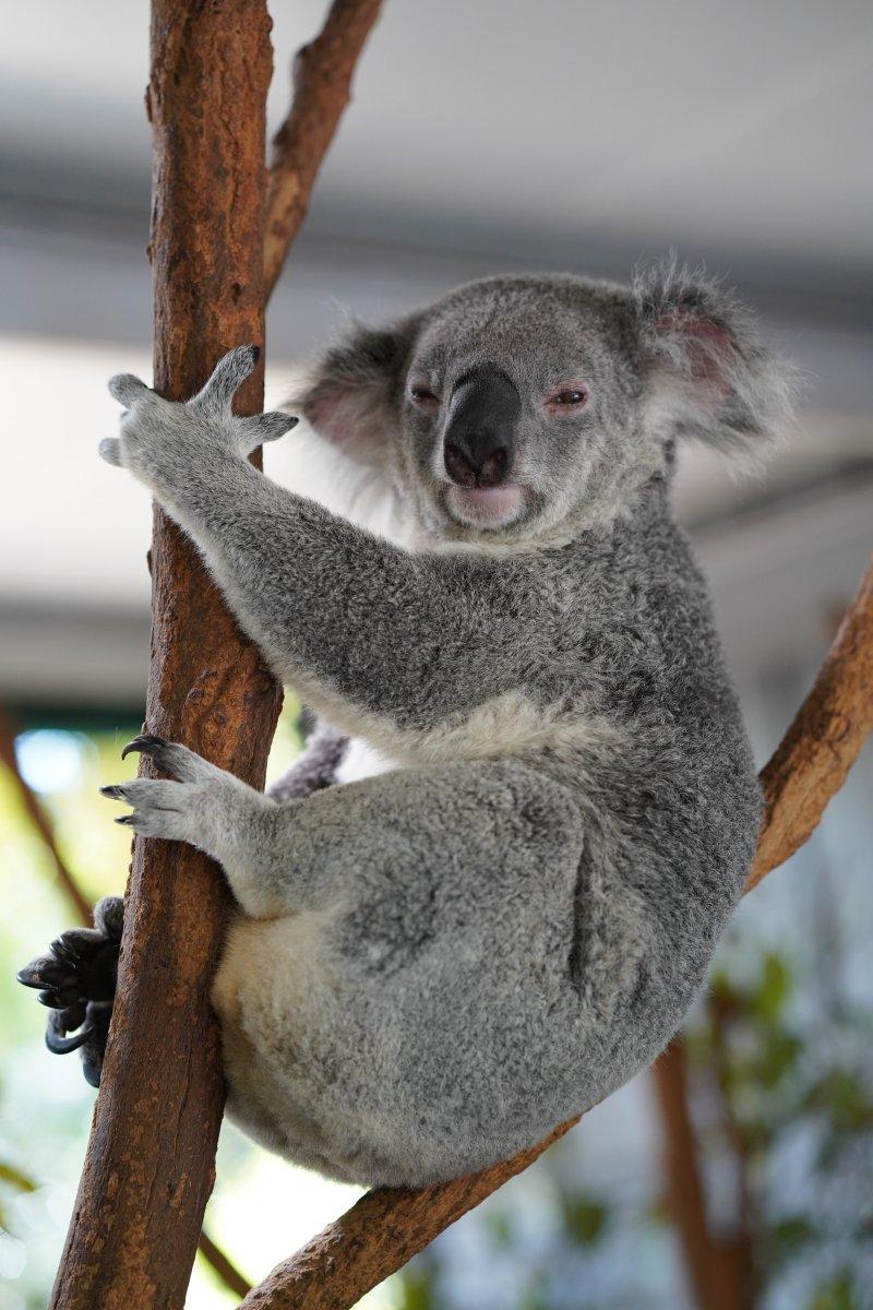 lone pine koala sanctuary in brisbane