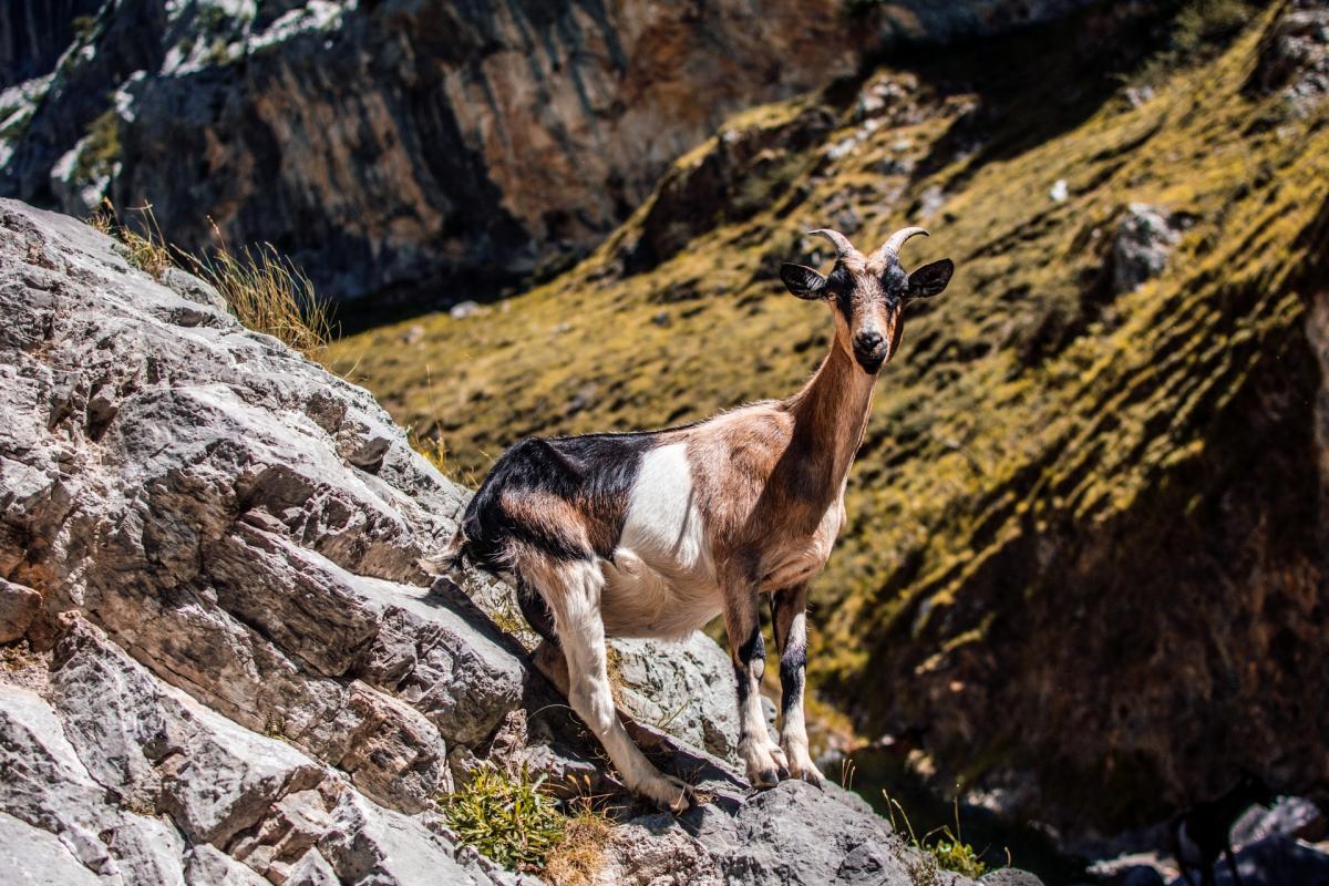 where to stay in picos de europa