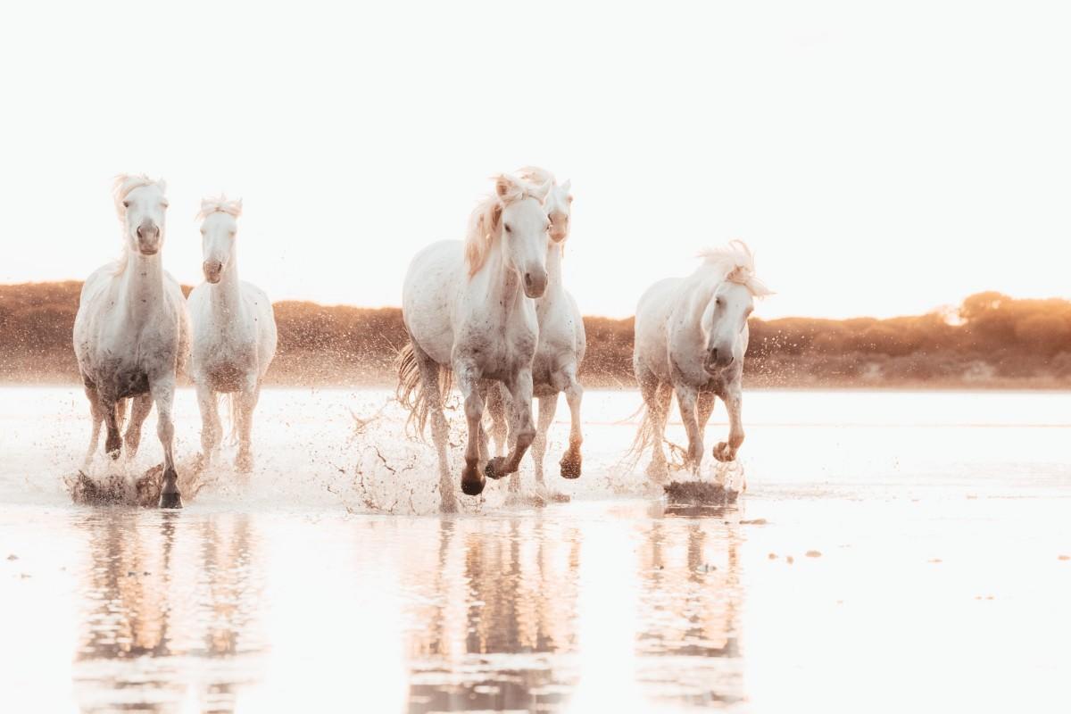 camargue is in the french famous landmarks