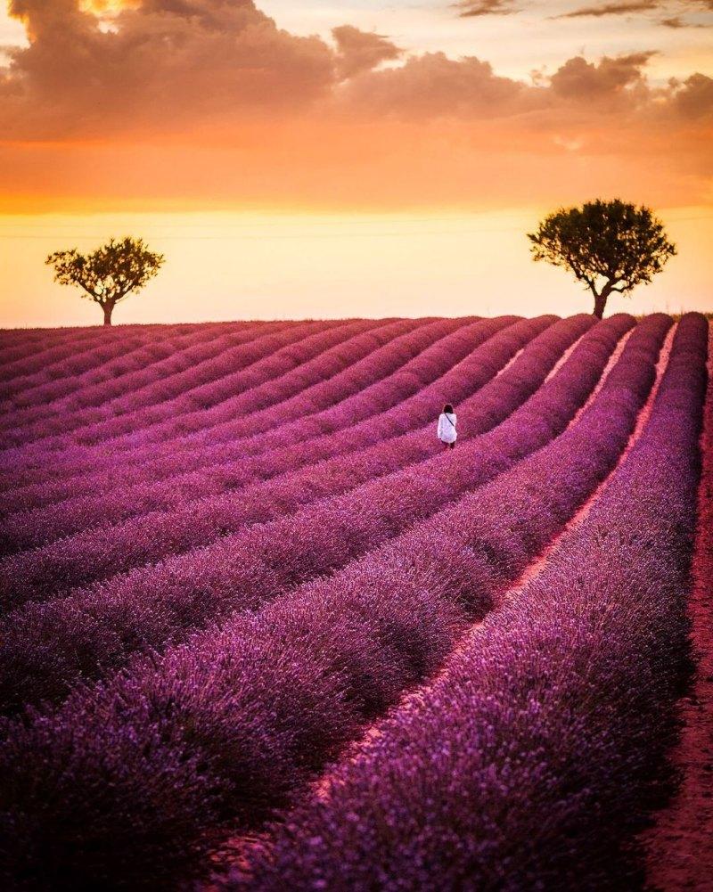 lavender fields