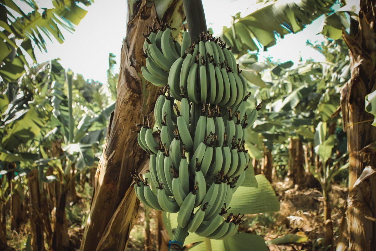 25 - bananas in martinique