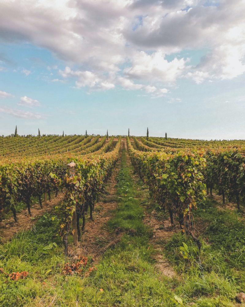 5 - facts bordeaux wineries