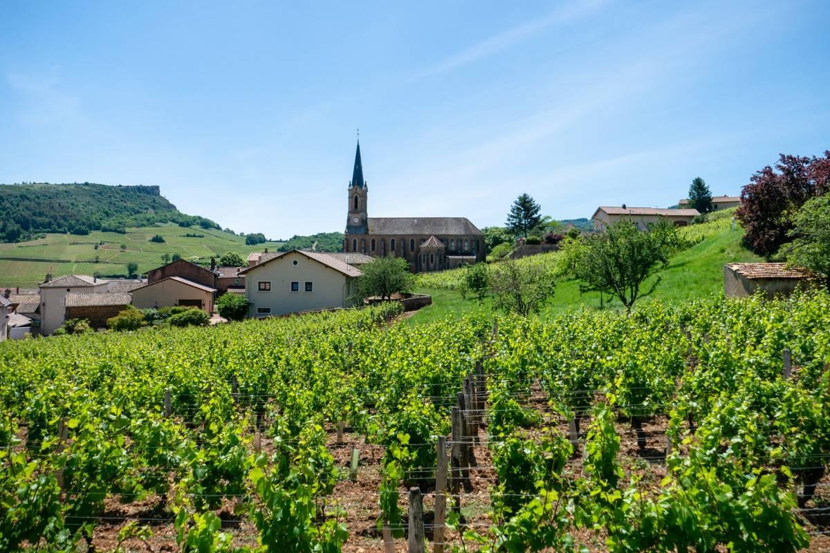 51 - french vineyard