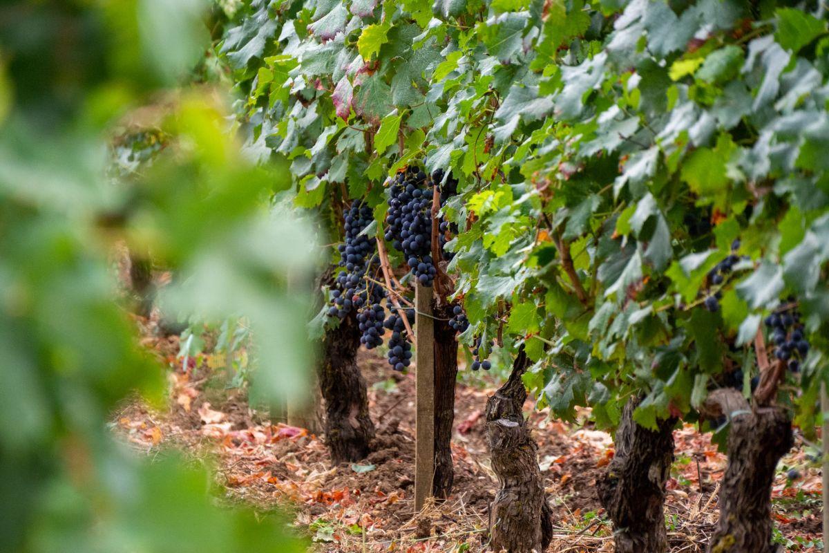 9 - bordeaux france facts about wine