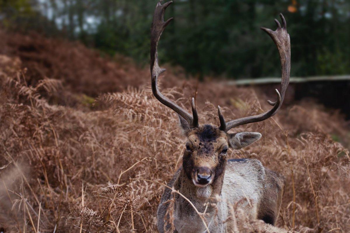 dunham massey