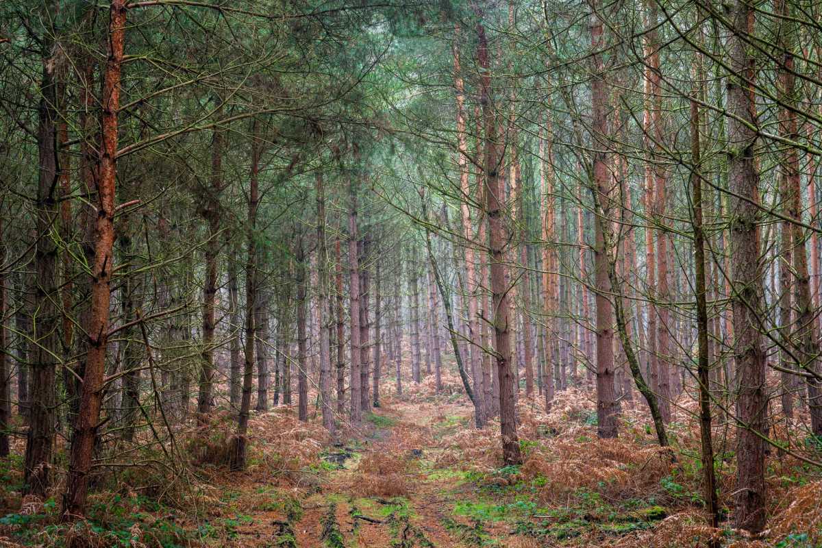 sherwood forest is a famous landmark in england